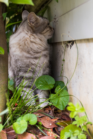 Adorable fluffy cat of livestock, siberian breed. Hypoallergenic animalの写真素材