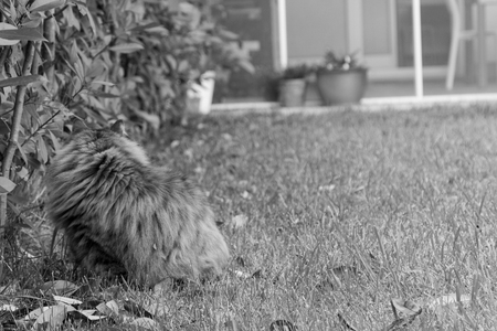 Adorable long haired cat of siberian breed outdoor on the grass green, hypoallergenic kittenの写真素材