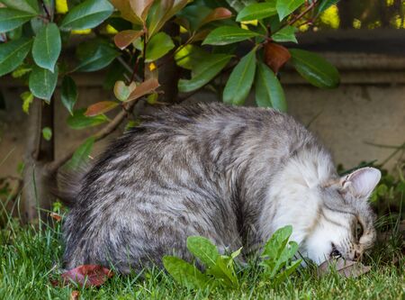 Beautiful long haired cat of siberian breed on the grass green. Purebred domestic pet of livestock in relax outdoor, hypoallergenic animalの写真素材