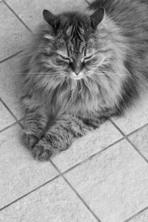 Long haired cat of livestock in relax outdoor, siberian breedの写真素材