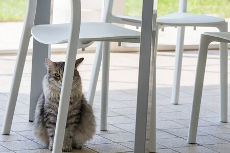 Long haired cat of livestock in relax outdoor, siberian breedの写真素材