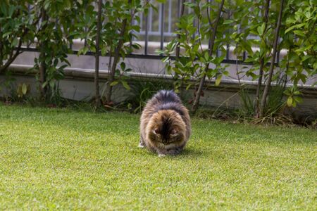 Beautiful siberian cat in a garden, playing on the grass greenの写真素材