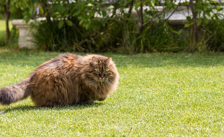 Beautiful siberian cat in a garden, playing on the grass green