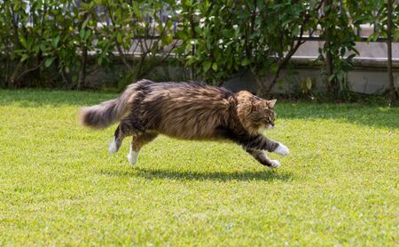 Beautiful siberian cat in a garden, playing on the grass greenの写真素材