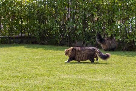 Beautiful siberian cat in a garden, playing on the grass green