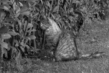 Hypoallergenic cat with long hair outdoor in a garden. Siberian breed of petの写真素材