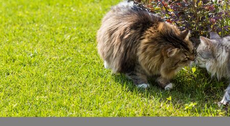Hypoallergenic cat with long hair outdoor in a garden. Siberian breed of pet