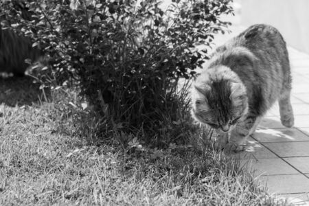 Hypoallergenic cat with long hair outdoor in a garden. Siberian breed of petの写真素材