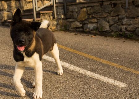 Akita american dog, purebred female. young petの写真素材