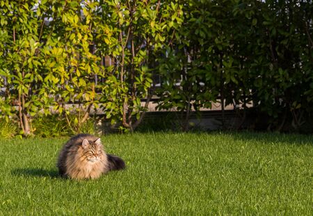 Gorgeous cat of siberian breed playing outdoor. Hypoallergenic pet of livestockの写真素材