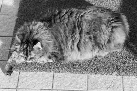 Adorable cat with long hair in relax, siberian purebred animalの写真素材