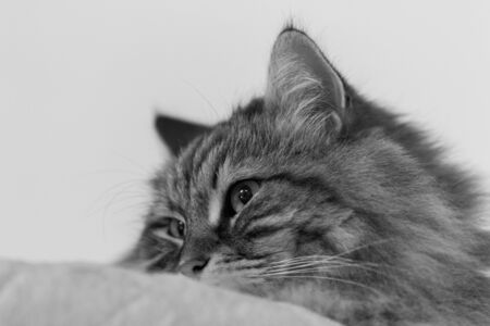 Long haired cat of siberian breed in relax indoorの写真素材
