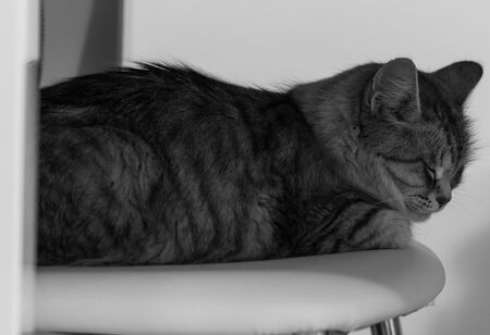 Long haired cat of siberian breed in relax indoorの写真素材
