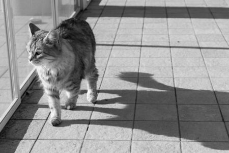Pretty domestic cat of siberian breed in relax outdoorの写真素材