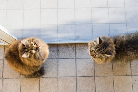 Adorable cat of siberian breed with long hairの写真素材