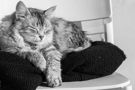 Adorable long haired cat of siberian breed in relax outdoor, purebred hypoallergenic animalの写真素材