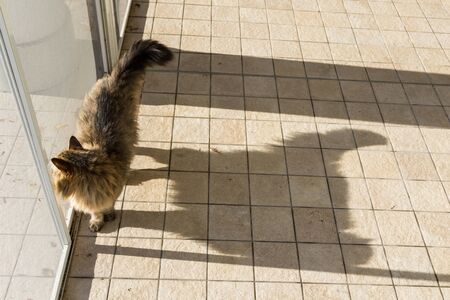 Lovely cat of siberian breed in a garden, purebred feline of livestockの写真素材