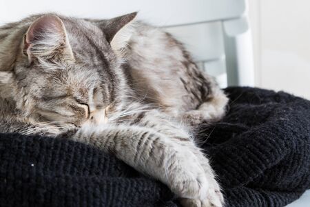 Adorable long haired cat of siberian breed in relax outdoor, purebred hypoallergenic animalの写真素材