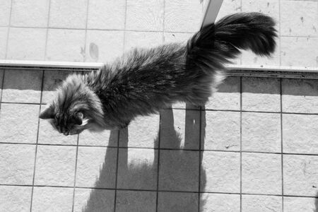 Adorable long haired cat of siberian breed in relax outdoor, purebred hypoallergenic animalの写真素材