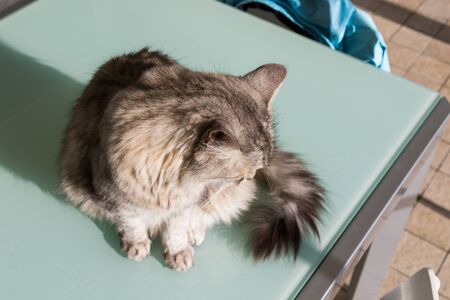 Lovely cat of siberian breed in a garden, purebred feline of livestockの写真素材