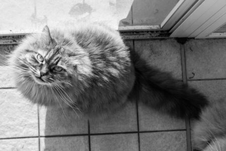 Adorable long haired cat of siberian breed in relax outdoor, purebred hypoallergenic animalの写真素材