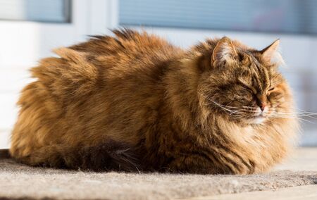 Beautiful long haired cat in relax, domestic animal of livestovkの写真素材