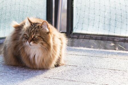 Long haired cat of siberian breed in livestockの写真素材