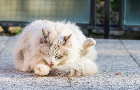 Long haired cat of siberian breed in livestockの写真素材