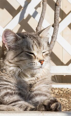 Siberian breed of cat, female gender and silver hairの写真素材