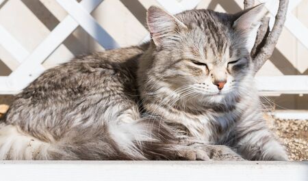 Pretty cat with long hair in relax in a garden, siberian breedの写真素材