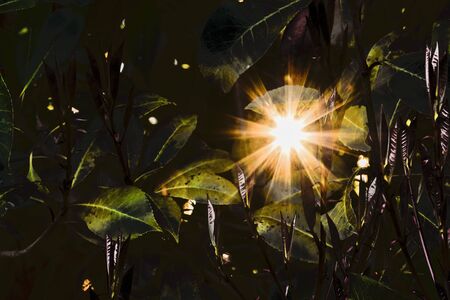 photinia plants in spring time, sunlight through the leavesの写真素材