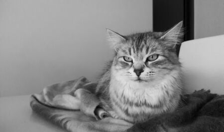 Lovable cat relaxes lying on the table. Grey silver version of siberian breed, long haired hypoallergenic petの写真素材