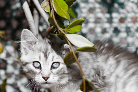 Cute kitten of siberian breed, domestic petの写真素材