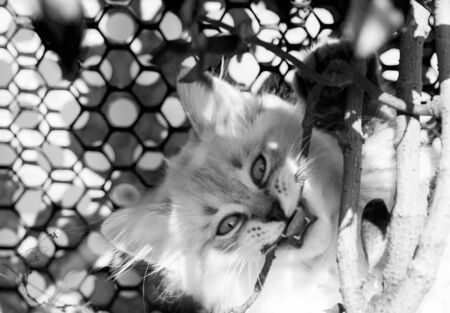Cute kitten of siberian breed, domestic petの写真素材