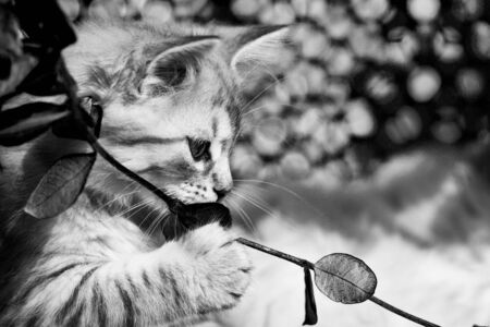 Cute kitten of siberian breed, domestic petの写真素材