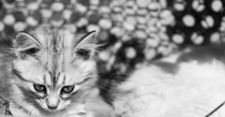 Cute kitten of siberian breed, domestic petの写真素材