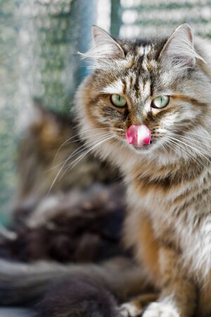 Cute kitten of siberian breed, domestic petの写真素材