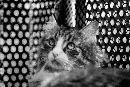 Cute kitten of siberian breed, domestic petの写真素材