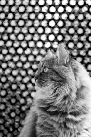 Baby cat of livestock, siberian breedの写真素材