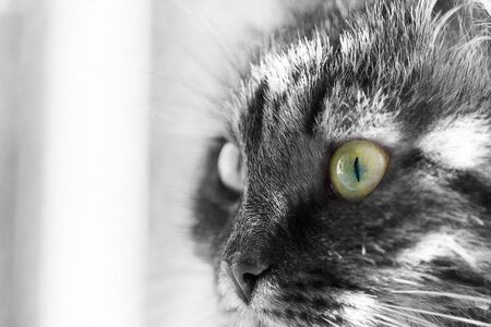 Baby cat of livestock, siberian breedの写真素材