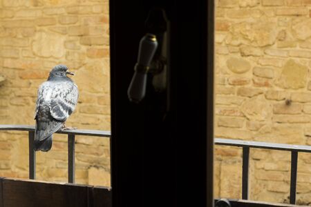A pigeon in relax on an iron railing of the balconyの写真素材