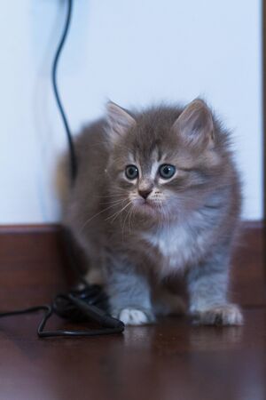 Adorable fur cat relaxes in the house, siberian breedの写真素材