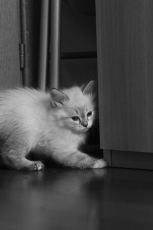 A cat sitting on a wood surface, kitten of siberian livestockの写真素材