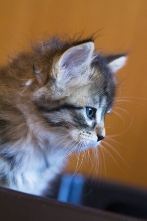 Adorable fur cat relaxes in the house, siberian breedの写真素材
