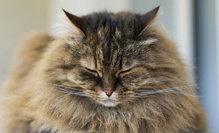 Beautiful brown cat of siberian breed relaxes in the houseの写真素材