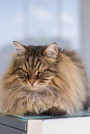 Beautiful brown cat of siberian breed relaxes in the houseの写真素材