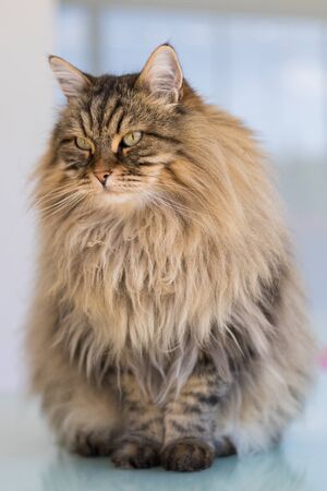 Beautiful brown cat of siberian breed relaxes in the houseの写真素材