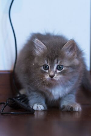 Adorable fur cat relaxes in the house, siberian breedの写真素材
