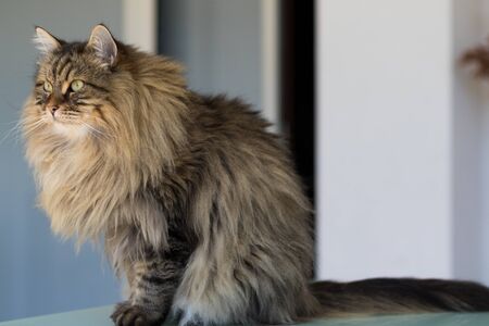 Beautiful brown cat of siberian breed relaxes in the houseの写真素材
