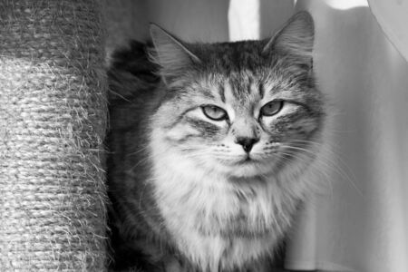 Adorable fur cat relaxes in the house, siberian breedの写真素材